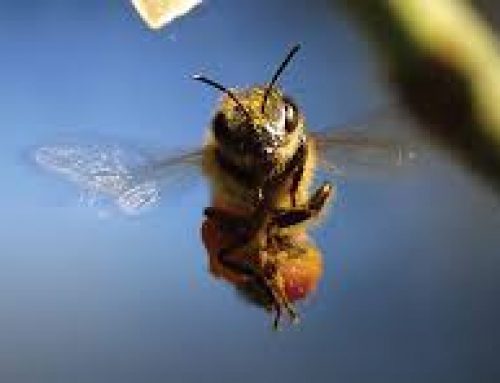 Why Bees Fascinate Us